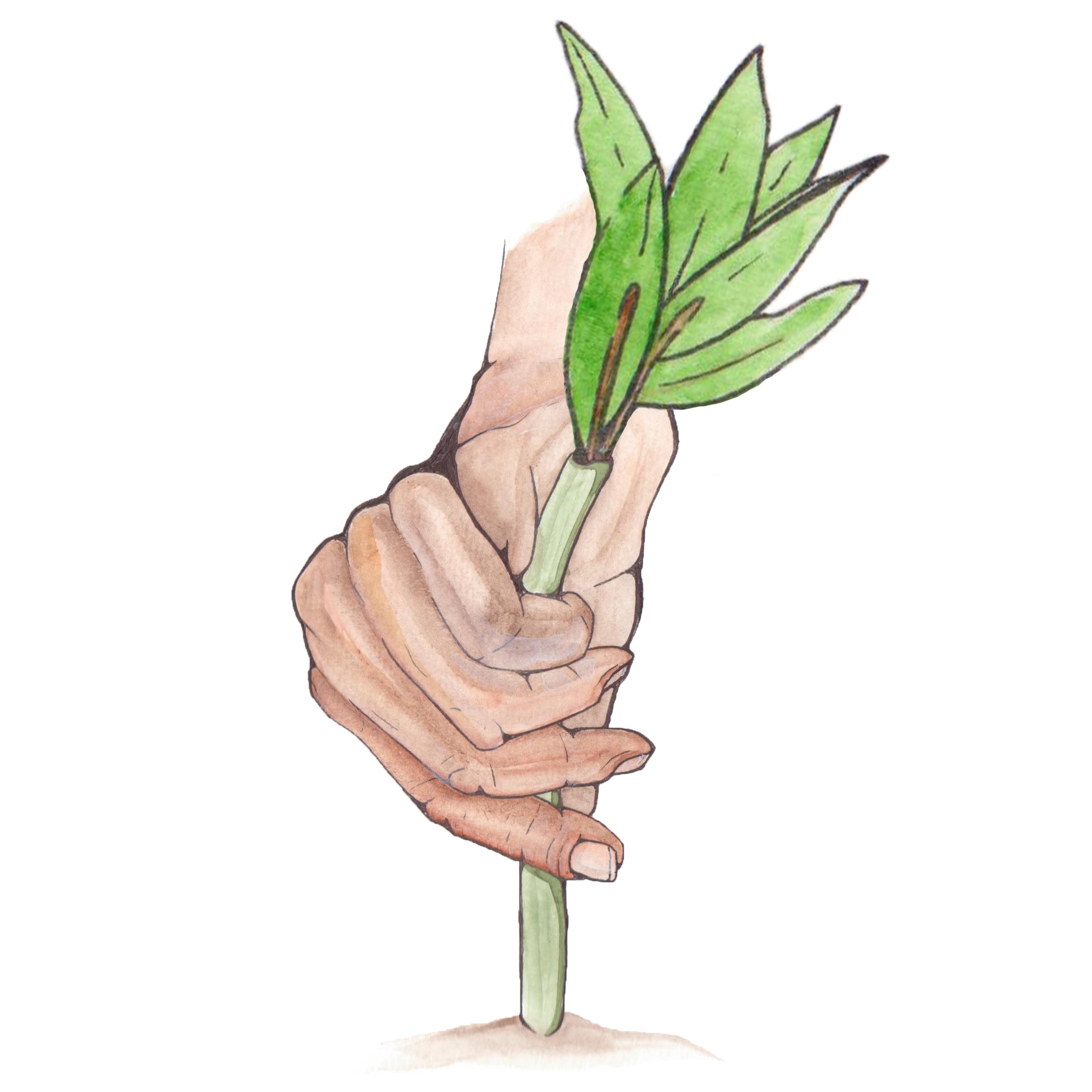 Hand planting a tree